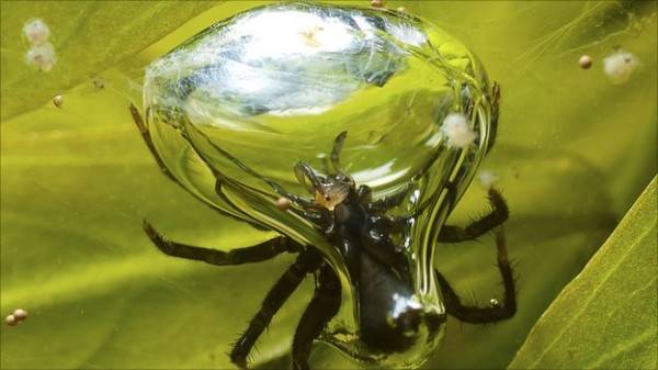 aranha-aquatica2