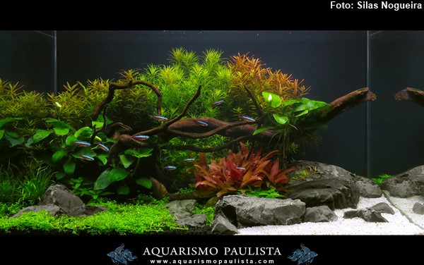 00-plantado-silas-nogueira
