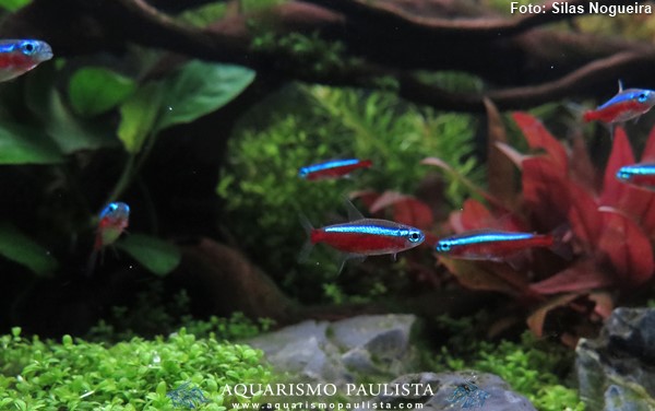 00-plantado-silas-nogueira1