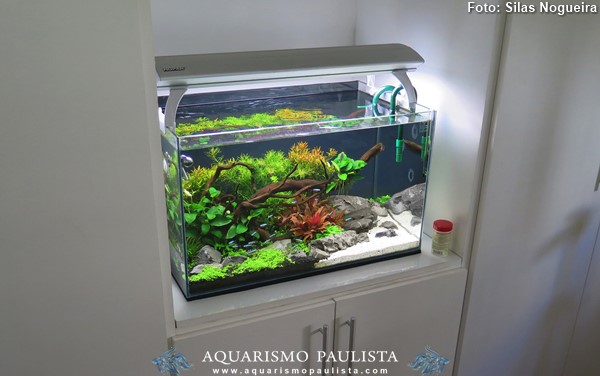 00-plantado-silas-nogueira2