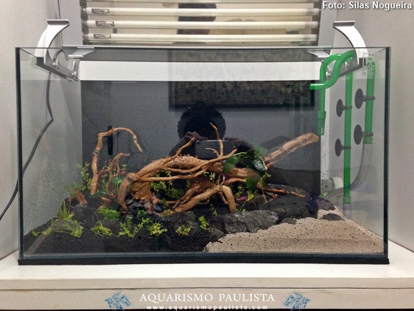 00-plantado-silas-nogueira3
