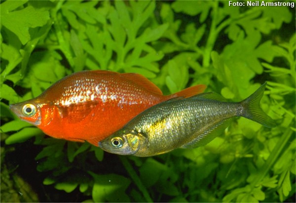 glossolepis-incisus