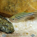 peixes-iniciantes01