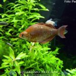 peixes-iniciantes03