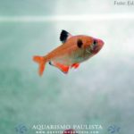 peixes-iniciantes05