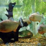 peixes-iniciantes06