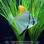 peixes-iniciantes07