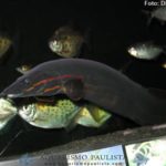 peixes-iniciantes08