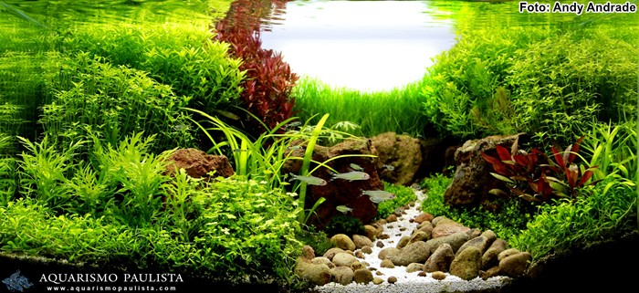 plantado-andy00