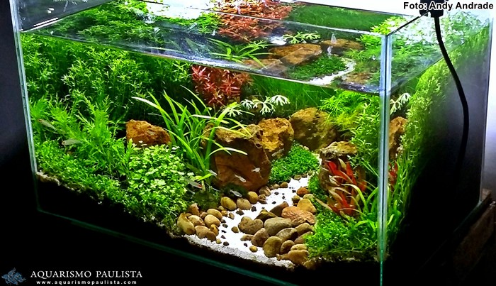 plantado-andy01