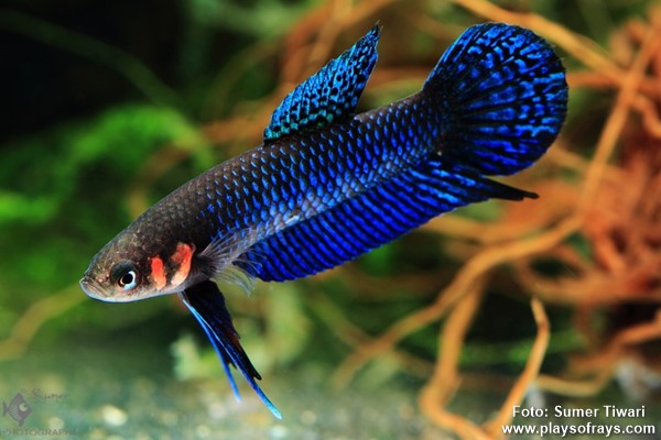 Betta hendra