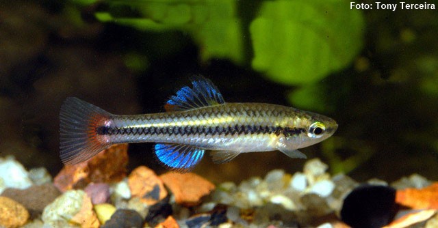 Bluefin killifish (Lucania goodei)