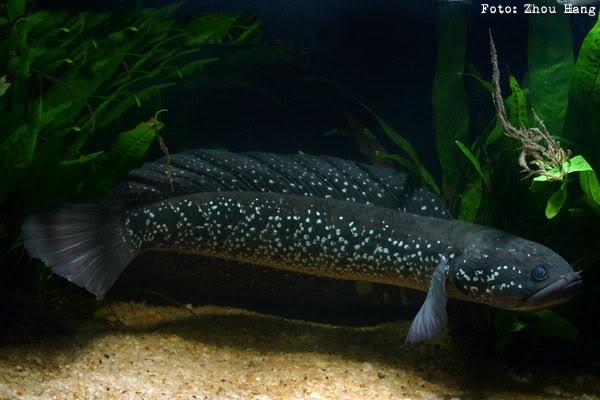 Snakehead Chinês (Channa asiatica)