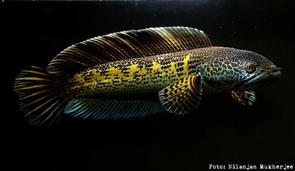 Snakehead (Channa aurantimaculata)