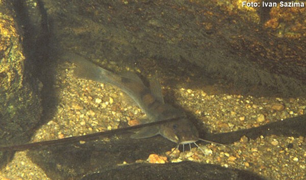 Bagre (Rhamdioglanis transfasciatus)