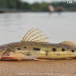 Jurupoca (Hemisorubim platyrhynchos)
