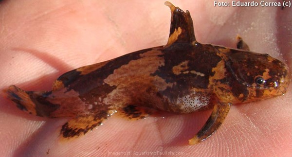 Bagrinho (Microglanis cottoides)