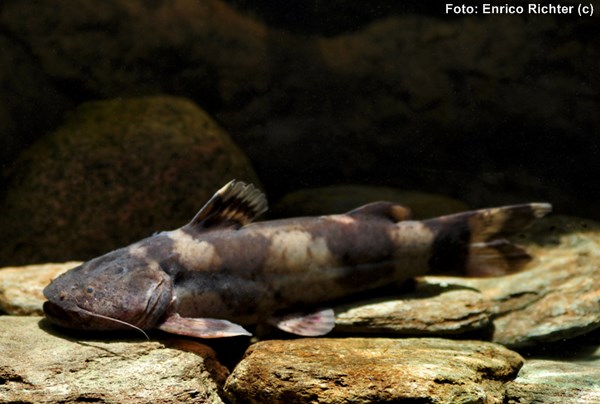 Jaú Sapo (Pseudopimelodus mangurus)