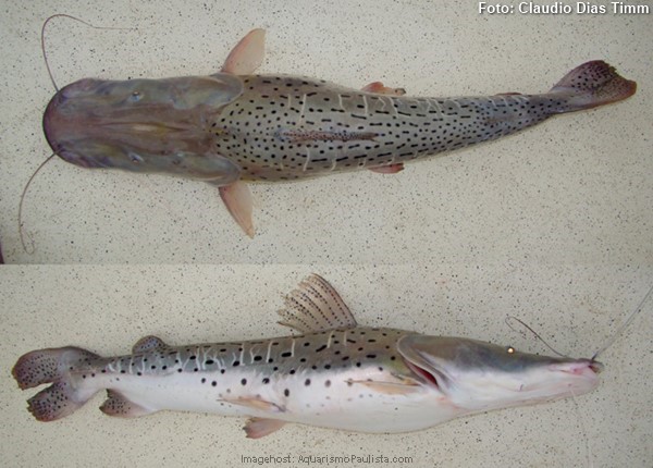 Peixe Pintado (Pseudoplatystoma corruscans)