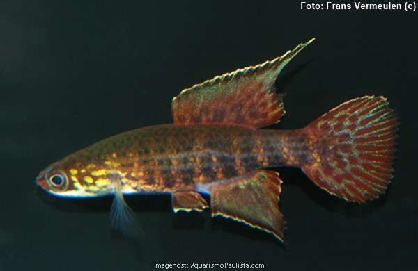 Killifish (Campellolebias dorsimaculatus)