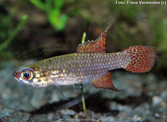 Killifish (Campellolebias intermedius)