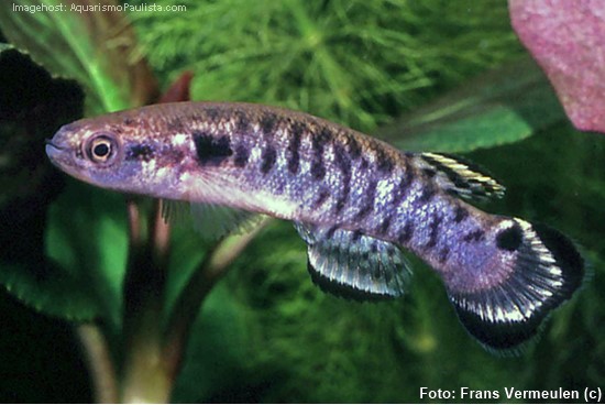 Killifish (Kryptolebias ocellatus)