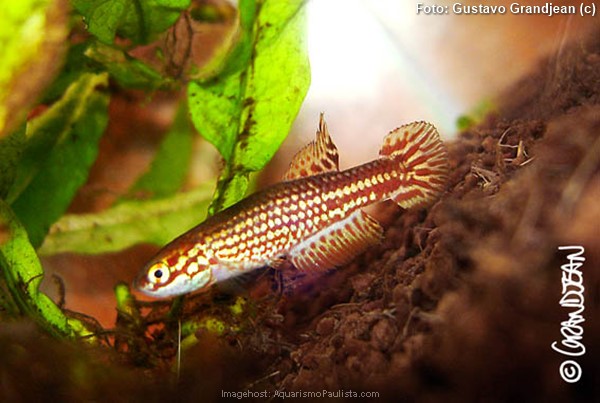 Killifish (Leptopanchax aureoguttatus)