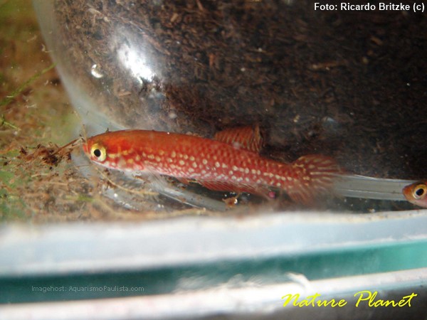 Killifish (Leptopanchax itanhaensis)