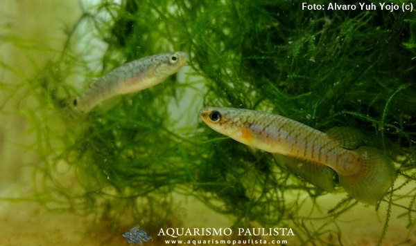 Killifish (Melanorivulus apiamici)