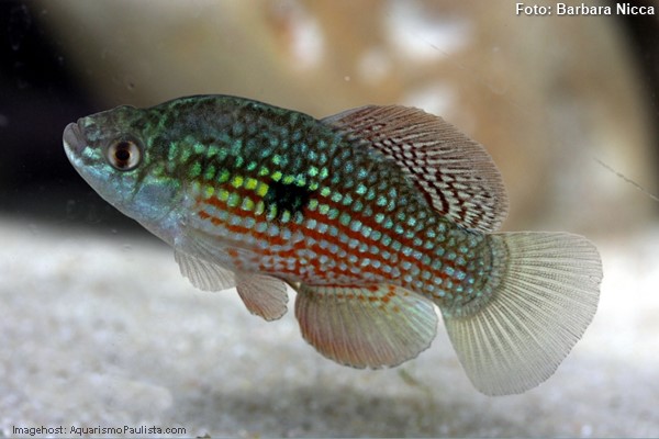 Jordanela (Jordanella floridae)