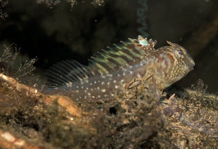 Blênio Transparente (Lupinoblennius paivai) – Ficha técnica
