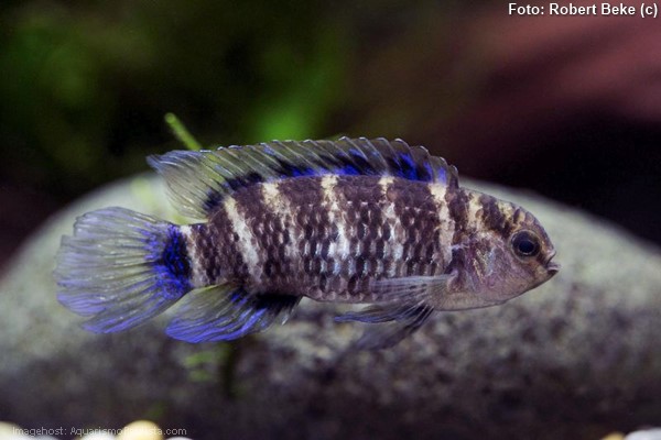 Badis Azul (Badis badis)