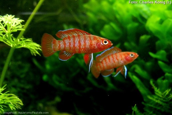 Badis Vermelho (Dario dario)