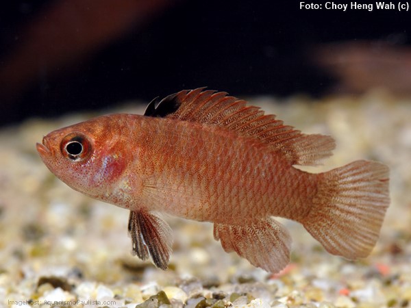 Badis Red Melon (Dario hysginon)