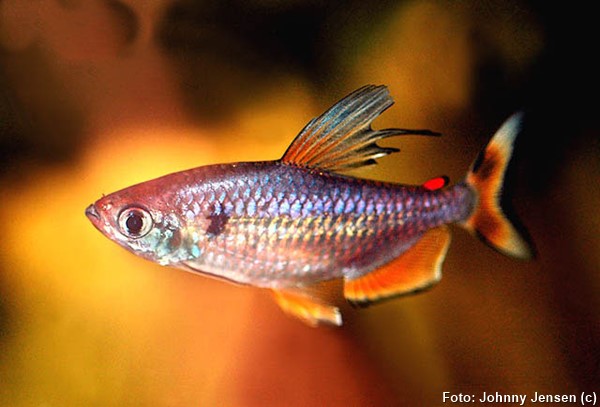 Tetra Nigropterus (Alestopetersius nigropterus)