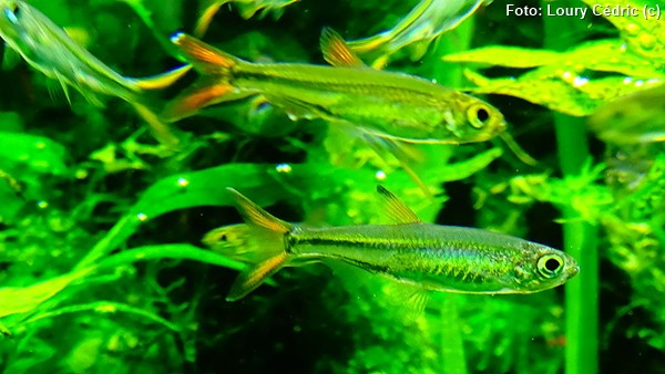 Tetra Jelly Bean (Ladigesia roloffi)