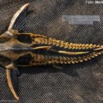 Cuiú Cuiú Amarelo (Megalodoras uranoscopus)