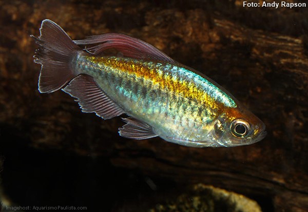 Tetra do Congo (Phenacogrammus interruptus)