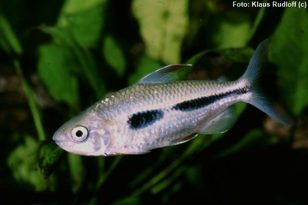 Tetra Lotombe	(Bryconaethiops boulengeri)