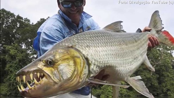 Peixe Tigre Gigante (Hydrocynus goliath)