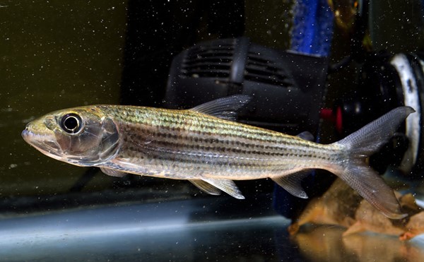 Peixe Tigre (Hydrocynus brevis)