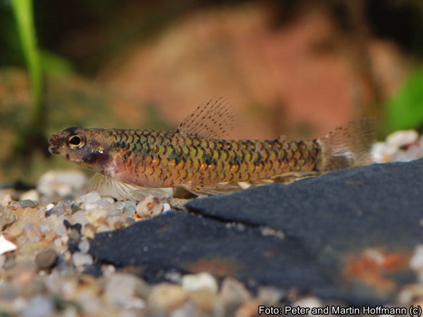 Micro Mocinha (Microcharacidium eleotrioides)