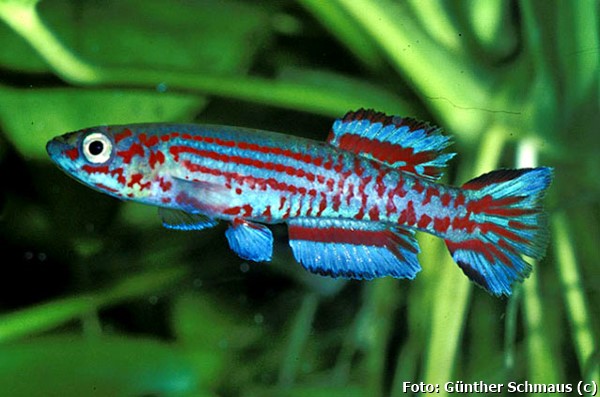 Killifish (Aphyosemion ogoense)