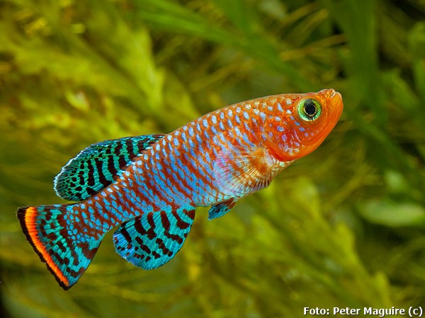 Killifish Rachow (Nothobranchius rachovii)