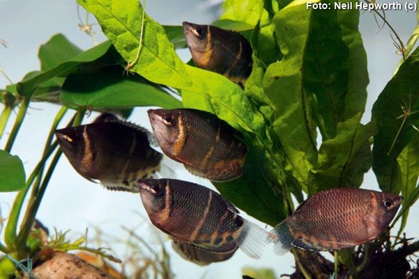 Gourami Chocolate (Sphaerichthys osphromenoides)