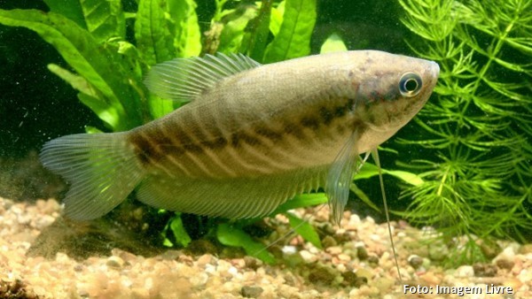 Tricogaster Cobra (Trichopodus pectoralis)