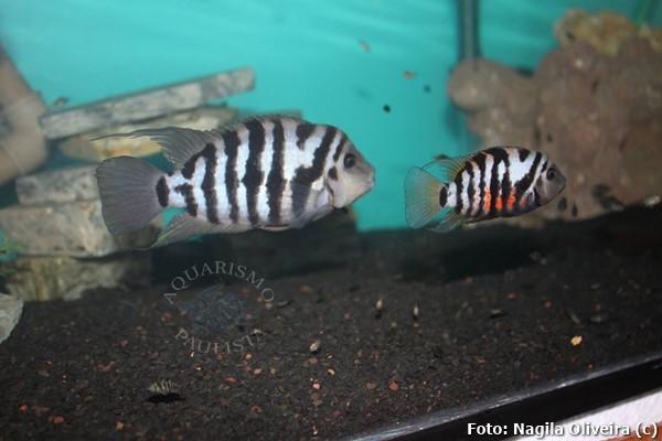 Acará do Congo (Amatitlania nigrofasciata)