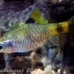 Barbo Dourado (Pethia gelius)