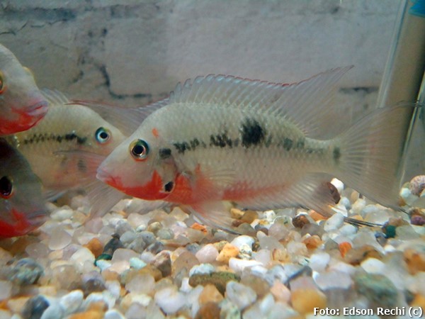 Ciclídeo Boca de Fogo (Thorichthys meeki)