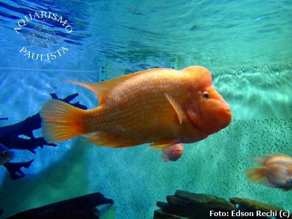 Ciclídeo Midas (Amphilophus citrinellus)